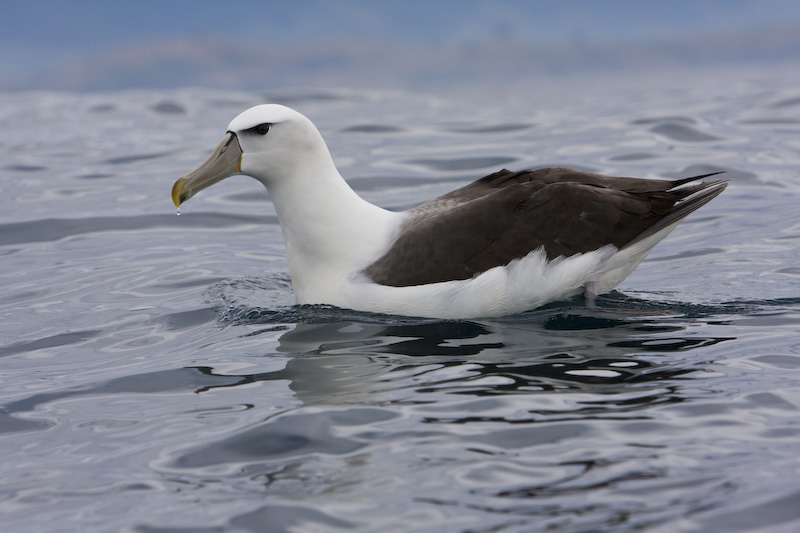 Shy Albatross